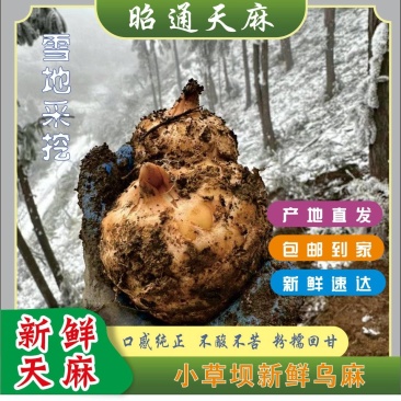 小草坝天麻高山防野生种植雪地现挖现发粉粉的贵点千值万值