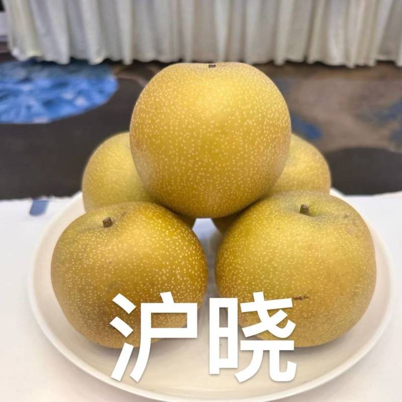 沪晓梨苗中熟风味浓郁