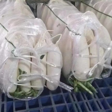 精品白萝卜
