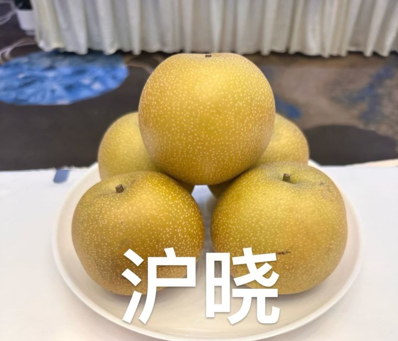 沪晓梨苗中熟风味浓郁
