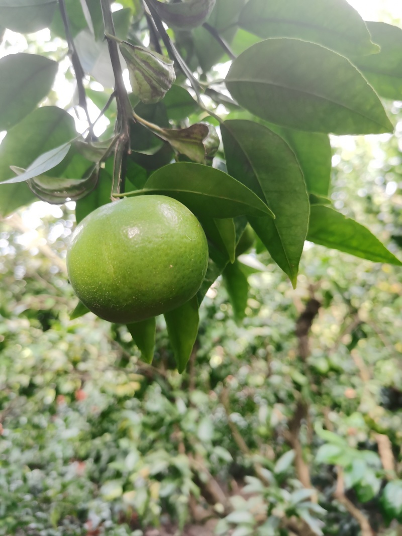 以色列无核沃柑，薄皮款