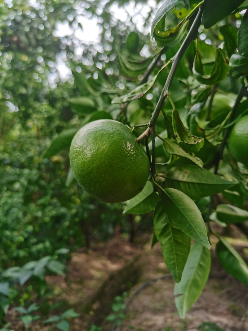 以色列无核沃柑，薄皮款