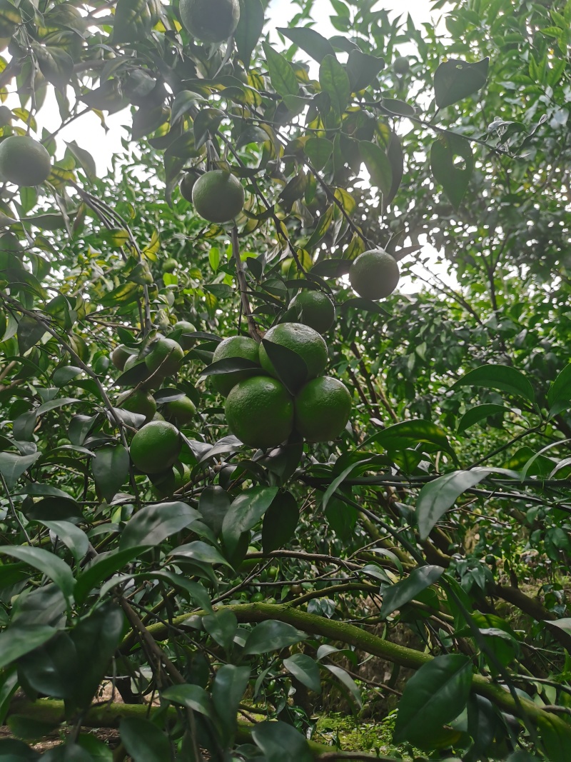 以色列无核沃柑，薄皮款