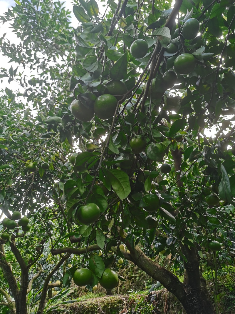 以色列无核沃柑，薄皮款
