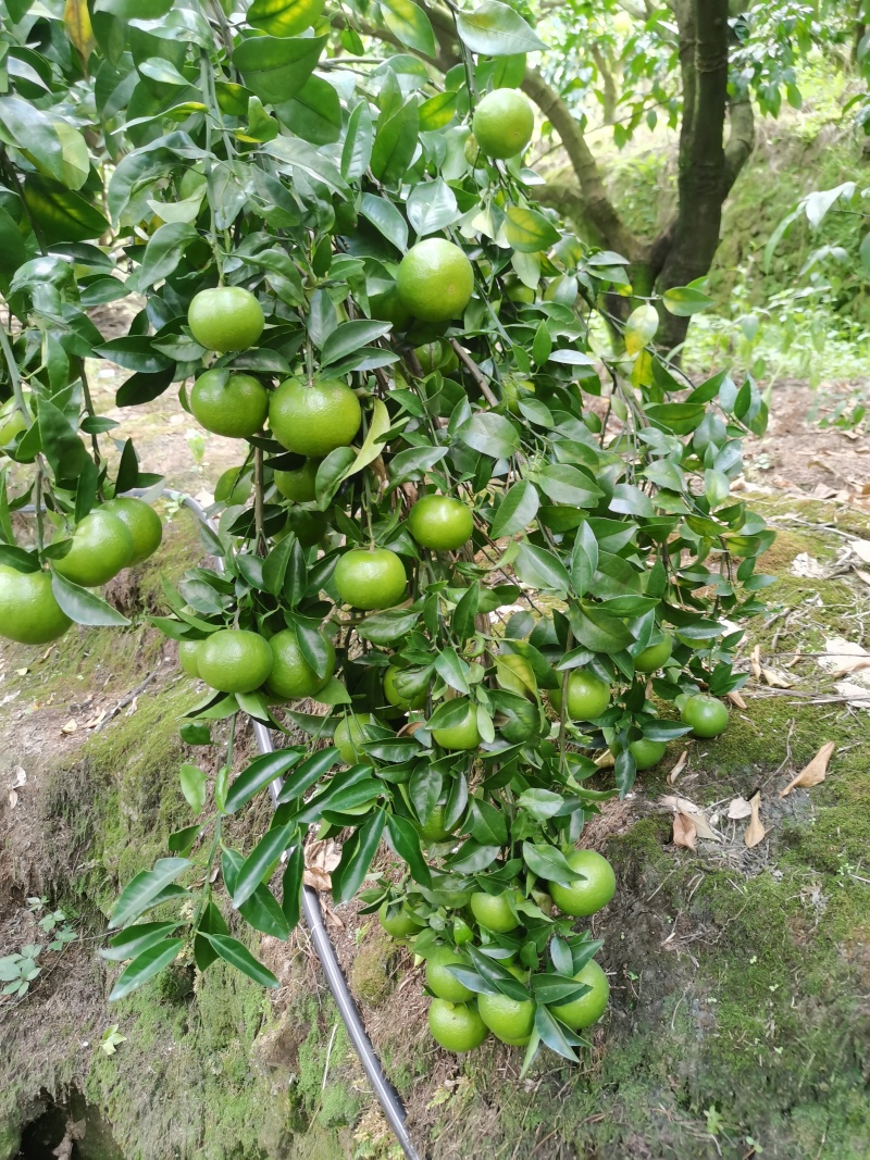 以色列无核沃柑，薄皮款