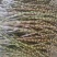 精选铁皮石斛鲜条露天条仿野生种植四年生长云南特产一件代发
