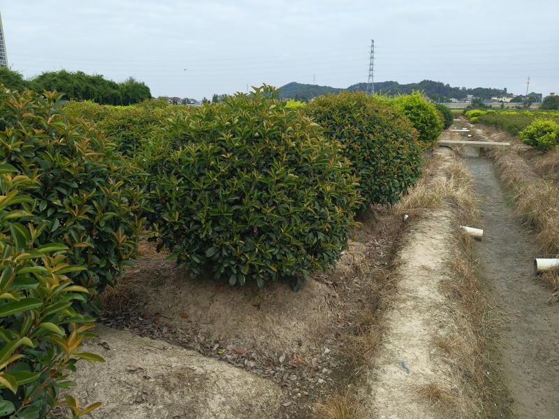 红叶石楠球冠幅1.5m、1.8m，基地有量，欢迎来订购。