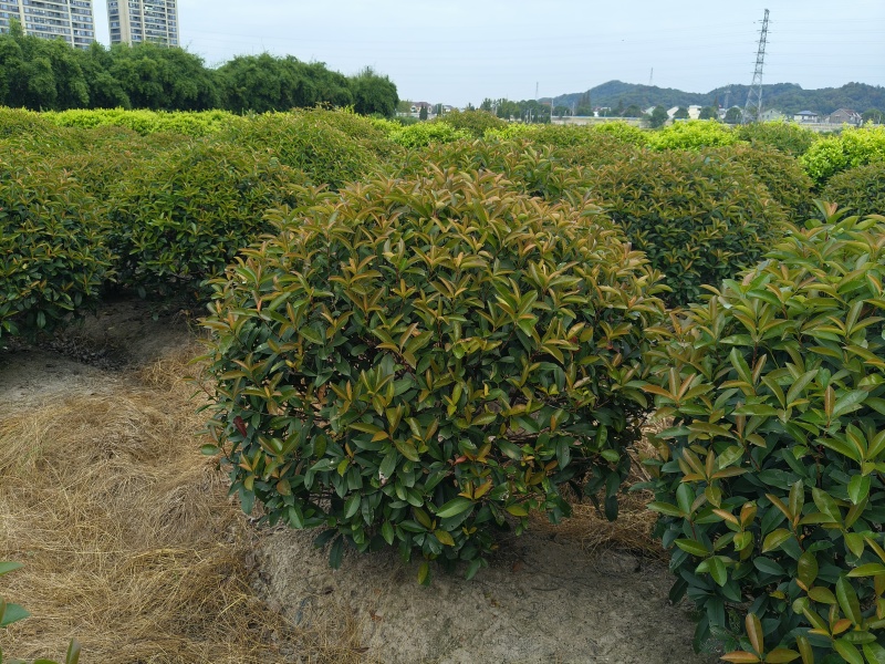 红叶石楠球冠幅1.5m、1.8m，基地有量，欢迎来订购。