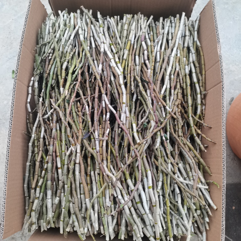 精选铁皮石斛鲜条露天条仿野生种植四年生长云南特产一件代发