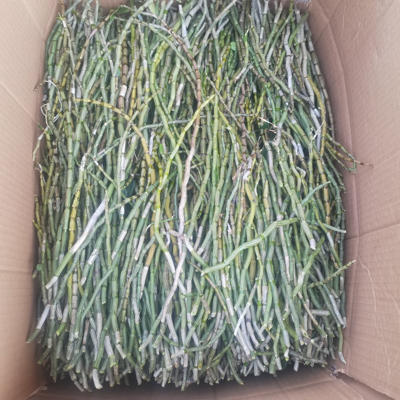精选铁皮石斛鲜条露天条仿野生种植四年生长云南特产一件代发