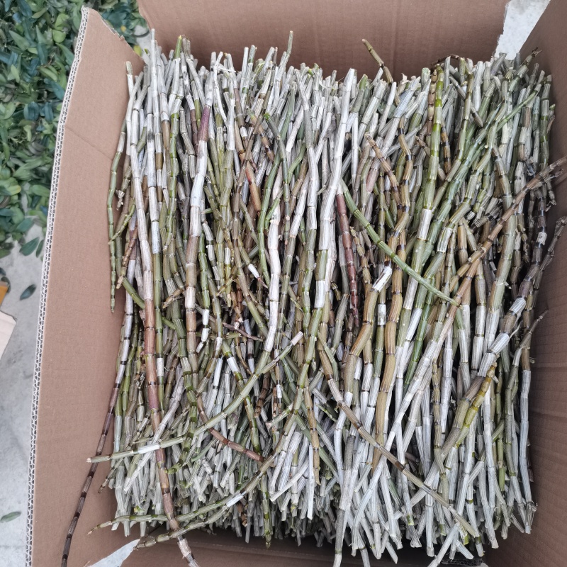 精选铁皮石斛鲜条露天条仿野生种植四年生长云南特产一件代发