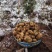 小草坝天麻高山防野生种植雪地现挖现发粉粉的贵点千值万值