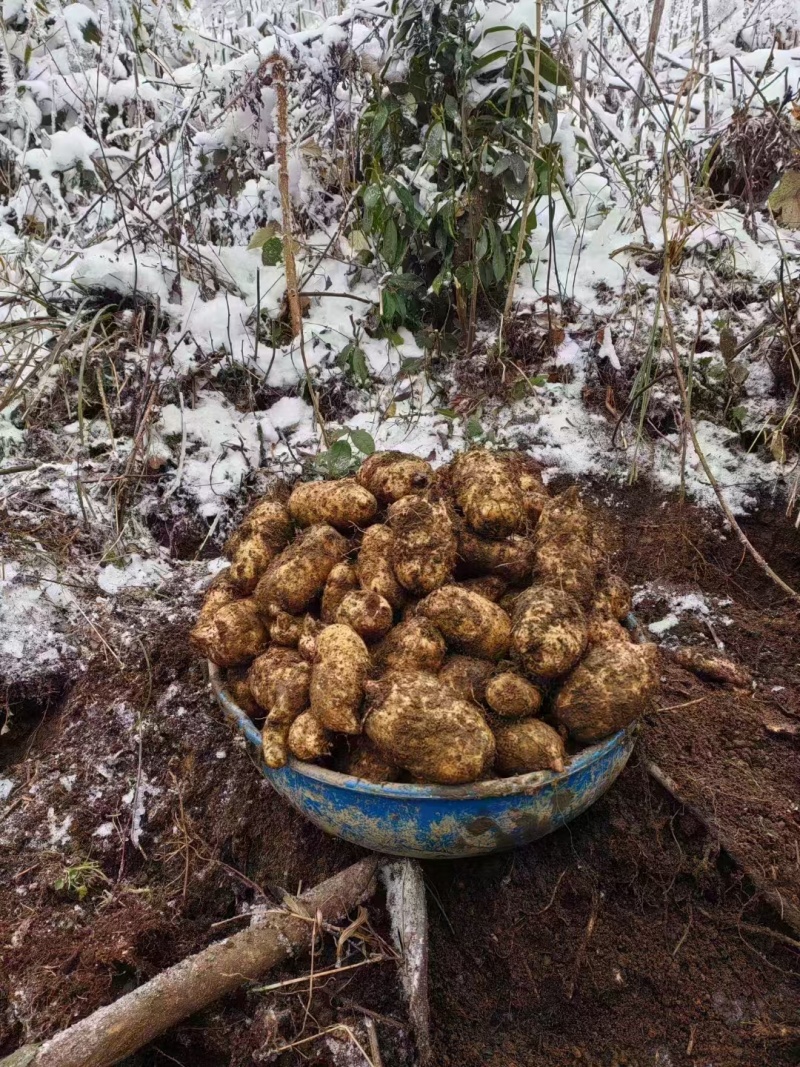 小草坝天麻高山防野生种植雪地现挖现发粉粉的贵点千值万值