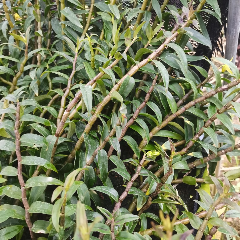 精选铁皮石斛鲜条带叶发货云南特产产地直发