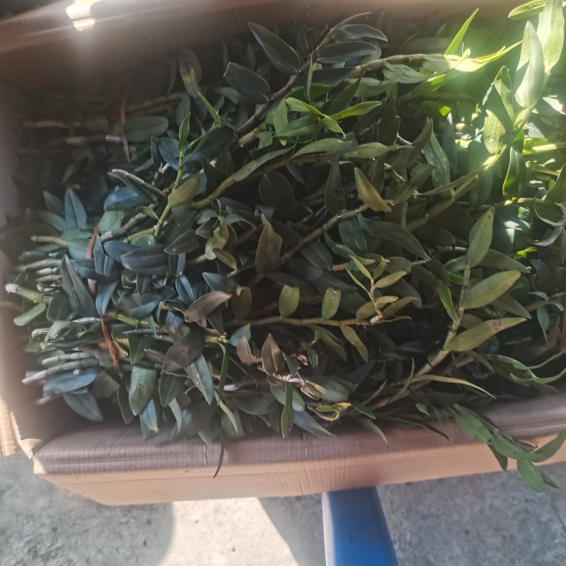 精选铁皮石斛鲜条带叶发货云南特产产地直发