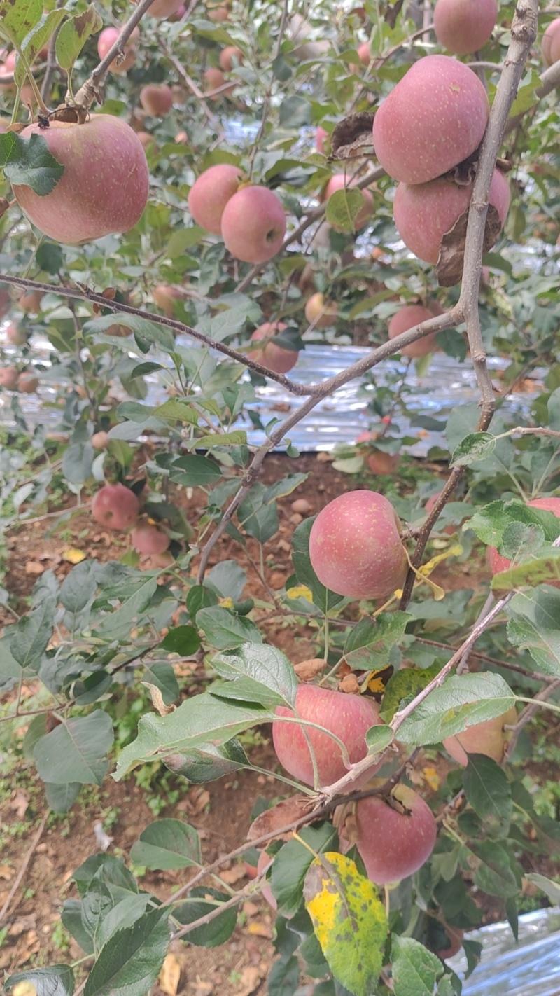 大凉山糖心丑苹果