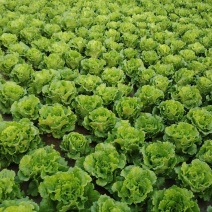 意大利生菜批发