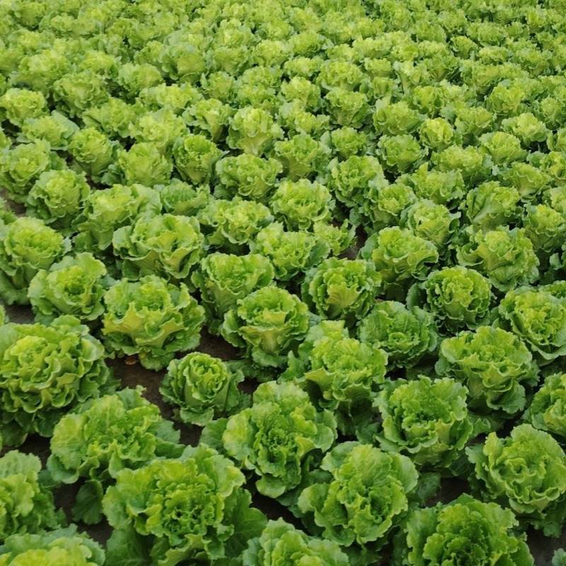意大利生菜批发