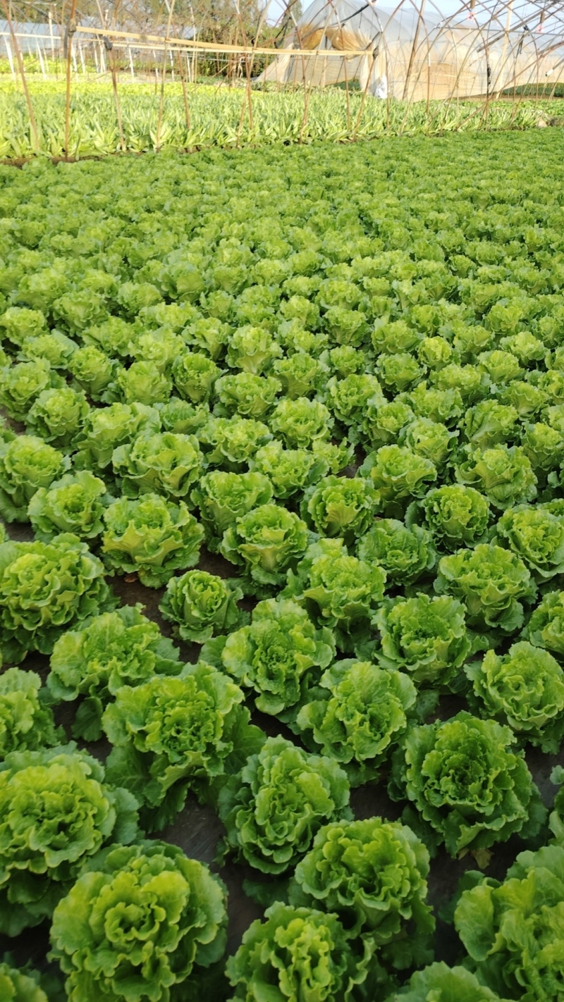 意大利生菜批发