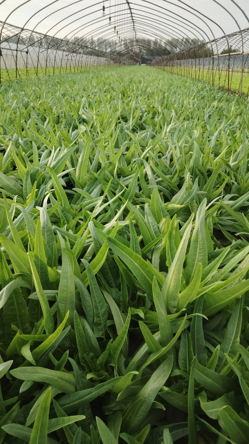 意大利生菜批发