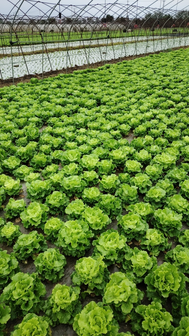 意大利生菜批发