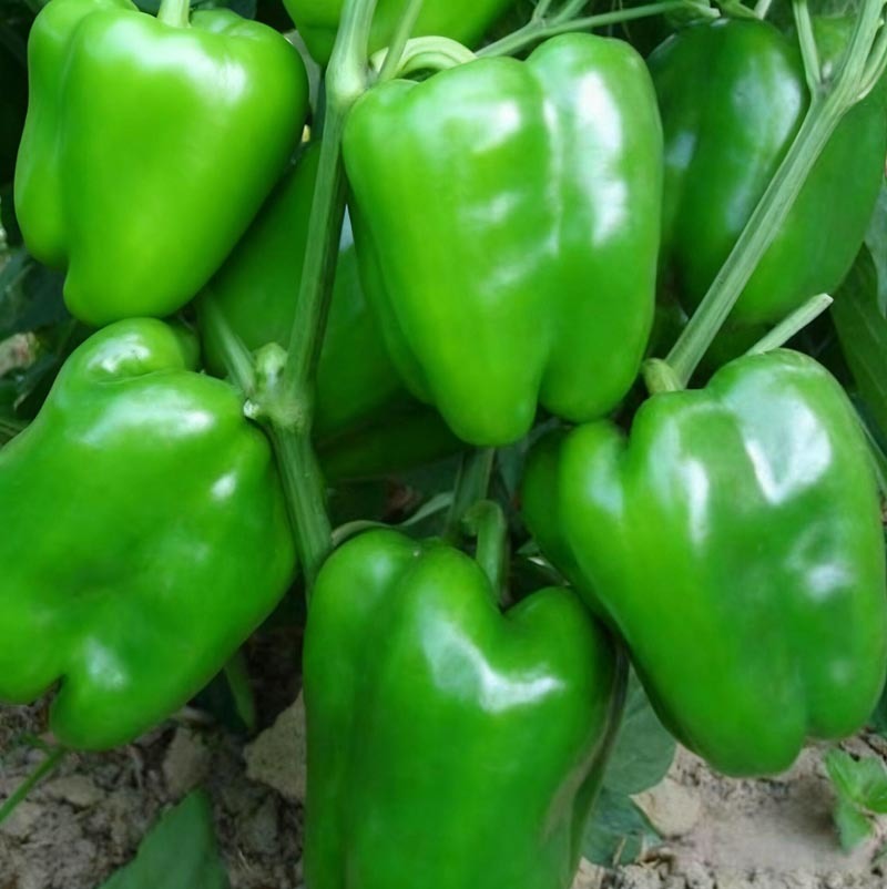 瑞特菜椒青椒柿子椒大果甜椒一包十克正品包邮