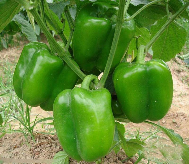 瑞特菜椒青椒柿子椒大果甜椒一包十克正品包邮