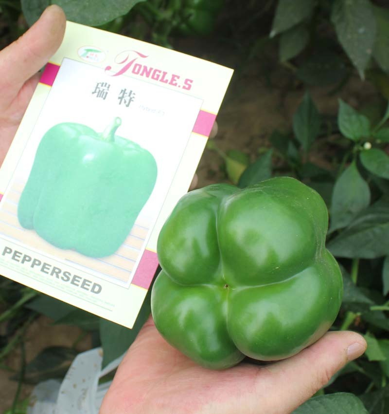 瑞特菜椒青椒柿子椒大果甜椒一包十克正品包邮