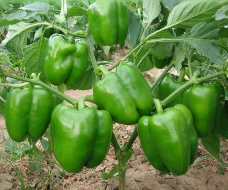 瑞特菜椒青椒柿子椒大果甜椒一包十克正品包邮