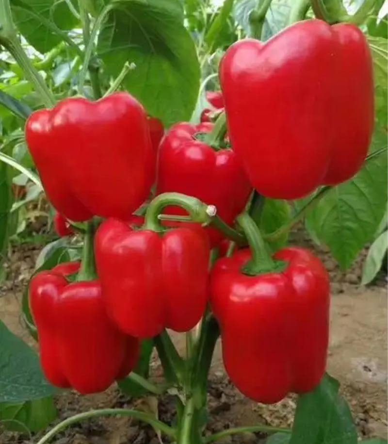 瑞特菜椒青椒柿子椒大果甜椒一包十克正品包邮