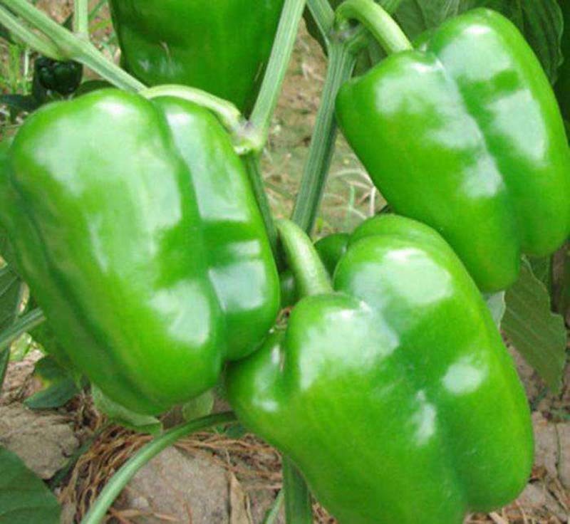 瑞特菜椒青椒柿子椒大果甜椒一包十克正品包邮