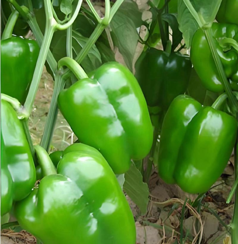 瑞特菜椒青椒柿子椒大果甜椒一包十克正品包邮
