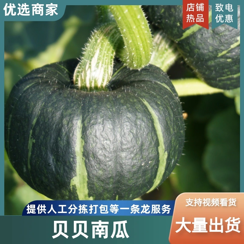 （牛）山东潍坊贝贝南瓜大量上市质优价廉欢迎进店选购