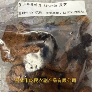 灵芝