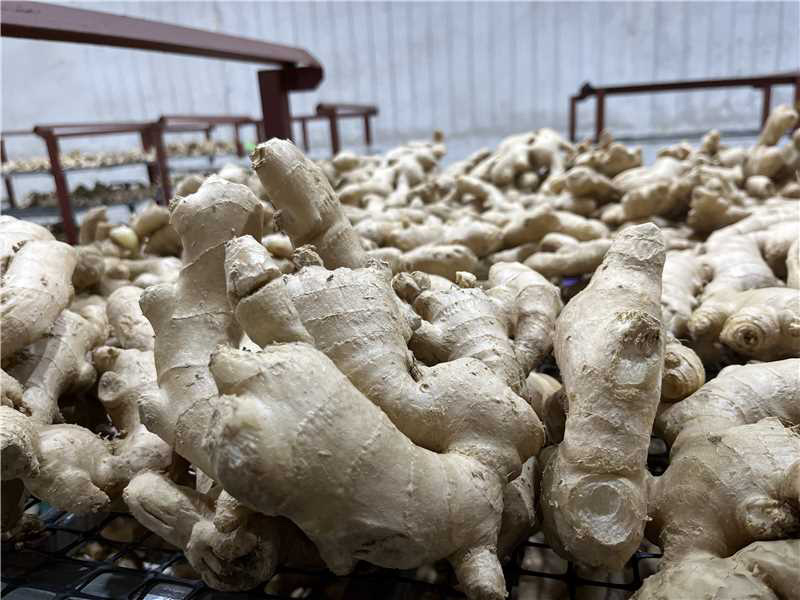 （牛）山东潍坊生姜大量上市泥姜水洗风干供商超、出口、电商