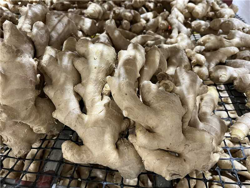 （牛）山东潍坊生姜大量上市泥姜水洗风干供商超、出口、电商