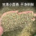 小茴香香料茴香无硫***增香提味卤肉火锅各种香料齐全