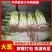 山东潍坊安丘铁杆大葱新鲜上市稳定供应可一件代发长白大葱