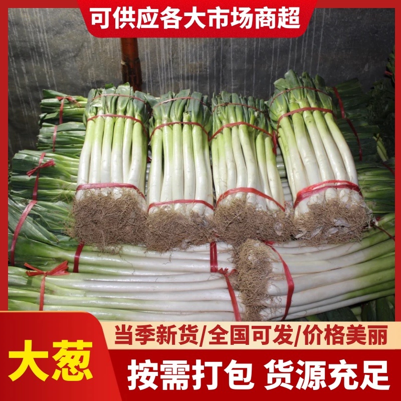 山东潍坊安丘铁杆大葱新鲜上市稳定供应可一件代发长白大葱