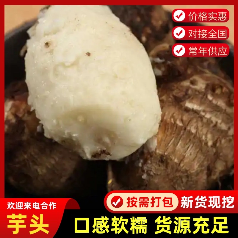 （牛）山东潍坊芋头大量上市货源稳定现挖现发欢迎电联