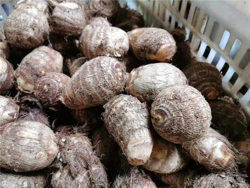 （牛）山东潍坊芋头大量上市货源稳定现挖现发欢迎电联