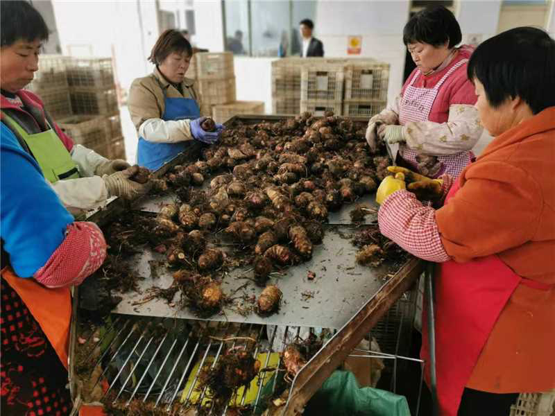 （牛）山东潍坊芋头大量上市货源稳定现挖现发欢迎电联