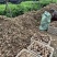 （牛）山东潍坊芋头大量上市货源稳定现挖现发欢迎电联