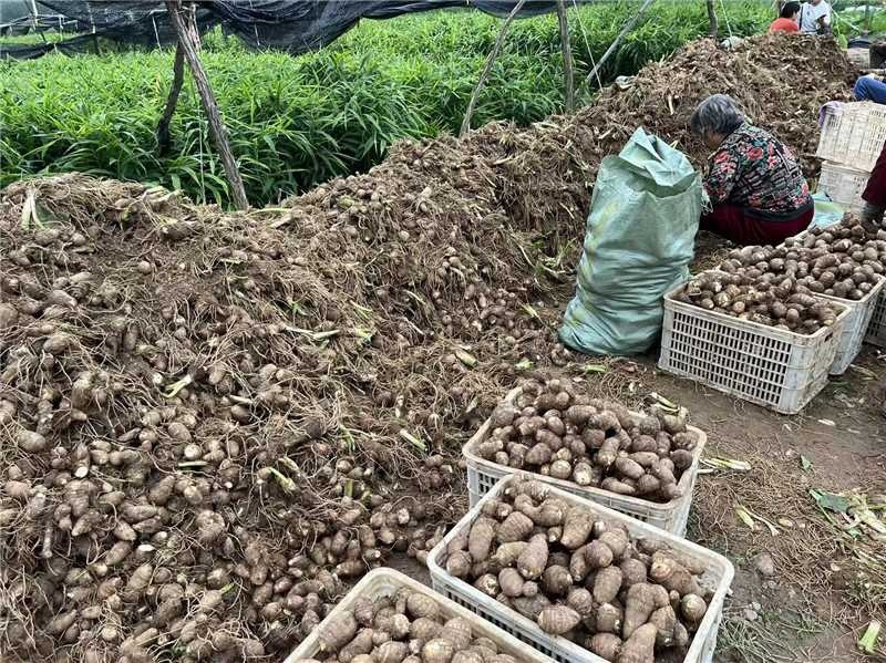 （牛）山东潍坊芋头大量上市货源稳定现挖现发欢迎电联