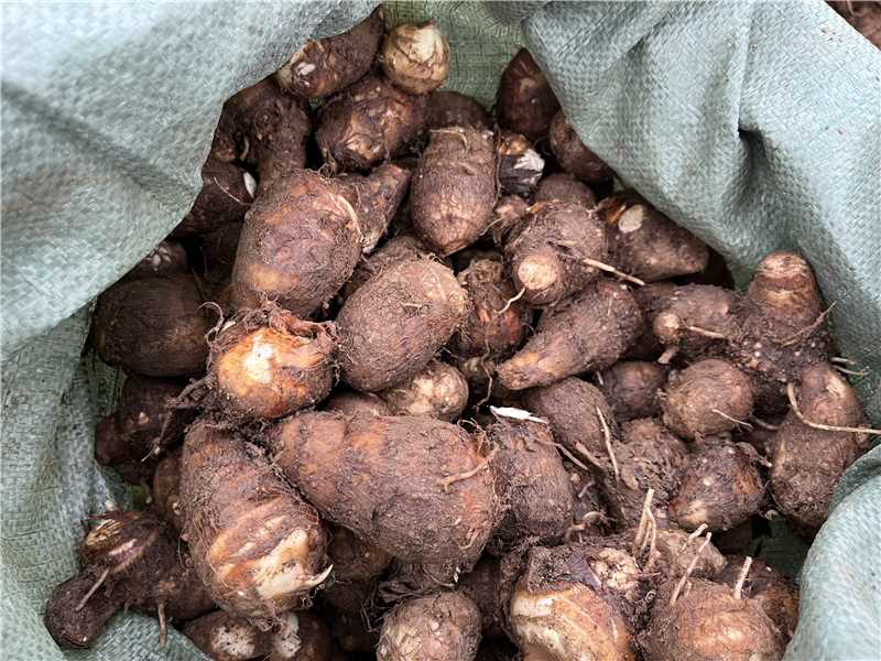 （牛）山东潍坊芋头大量上市货源稳定现挖现发欢迎电联