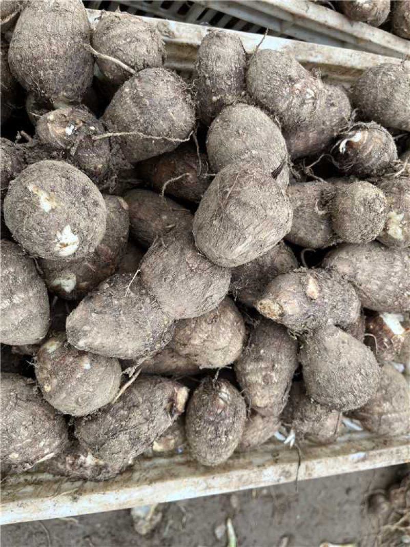 （牛）山东潍坊芋头大量上市货源稳定现挖现发欢迎电联