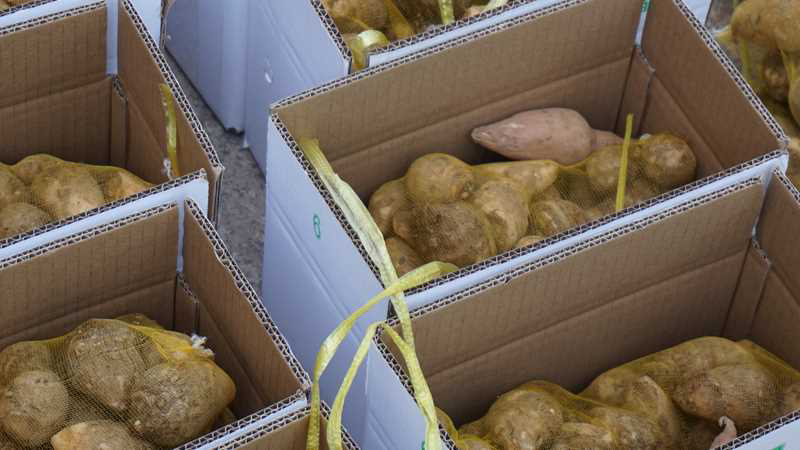 （牛）山东潍坊芋头大量上市货源稳定现挖现发欢迎电联