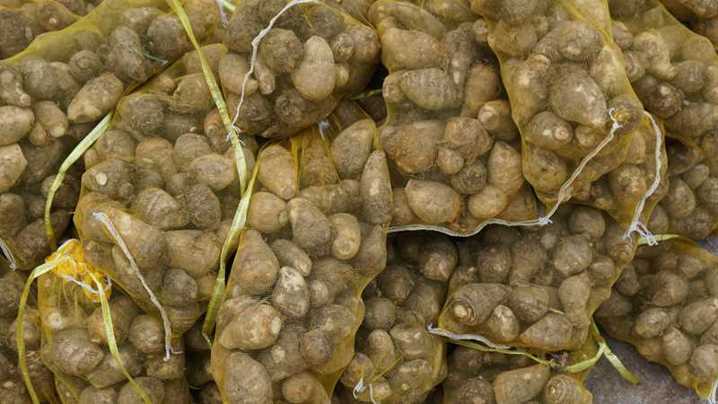 （牛）山东潍坊芋头大量上市货源稳定现挖现发欢迎电联