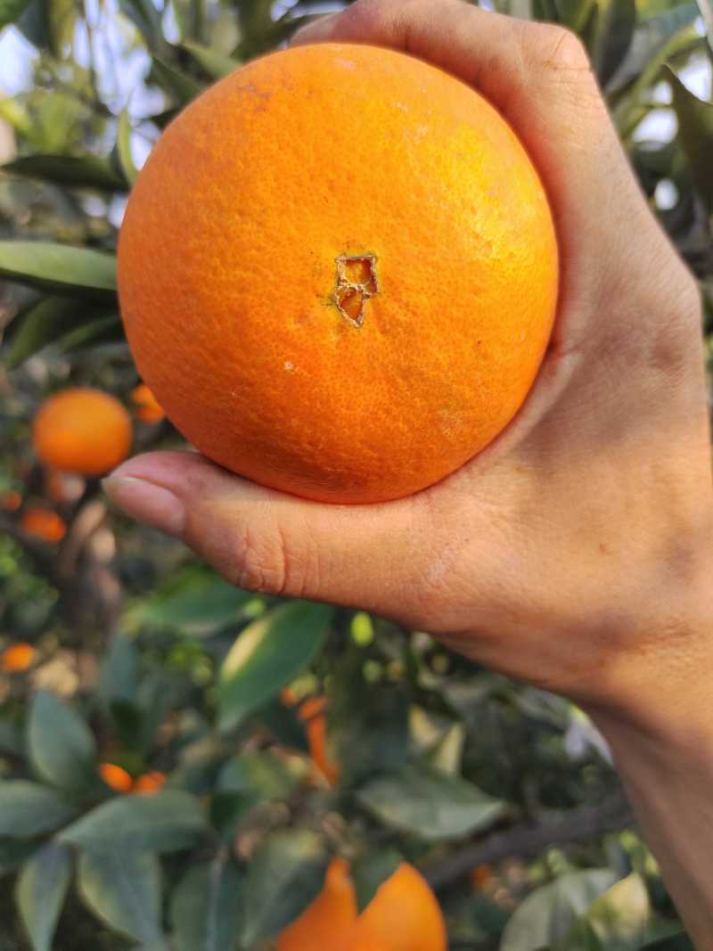爱媛38号，果冻橙，源充足，颜色火红，味道好个头大