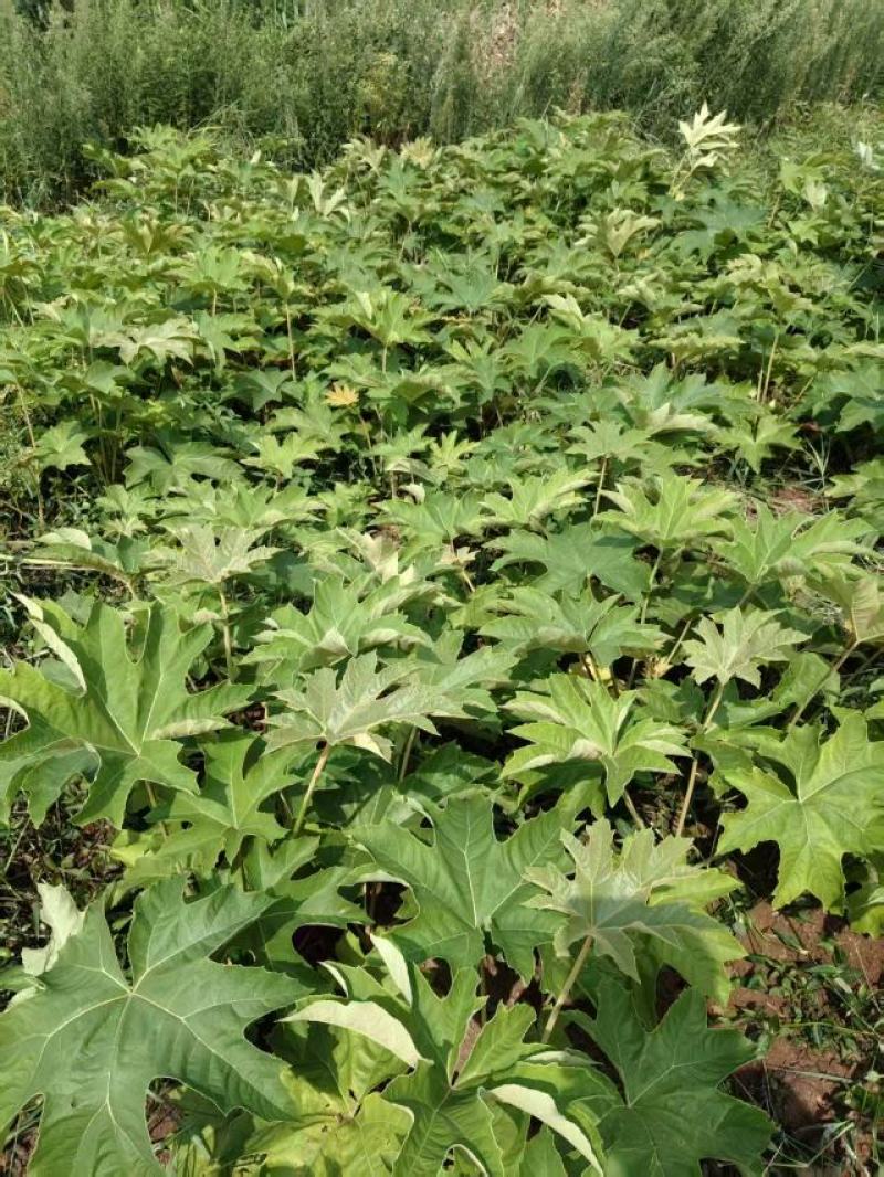 【热销中】四川通草苗基地直发现挖现发成活率高支持当地考察